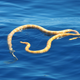 Image for article titled Supposedly Extinct Sea Snakes Spotted Off the Coast of Australia
